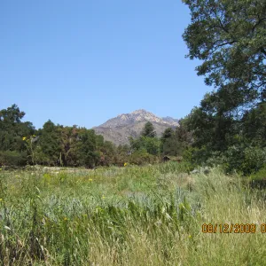 Meadow