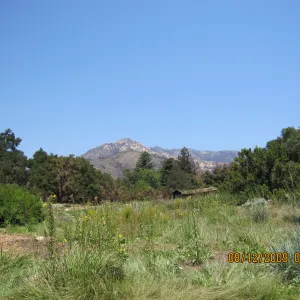 Meadow lawn