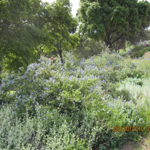 Porter Trail wildflowers, after the Jesusita Fire