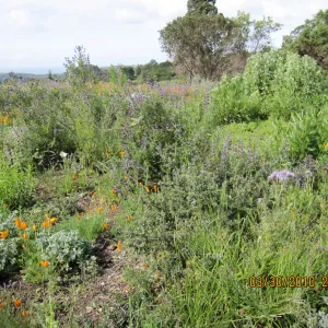 Porter Trail wildflowers, after the Jesusita Fire