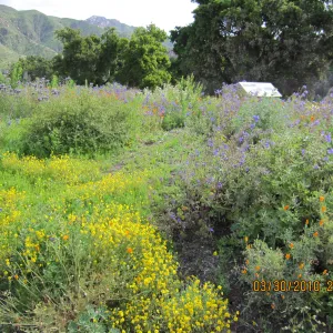 Porter Trail wildflowers, after the Jesusita Fire