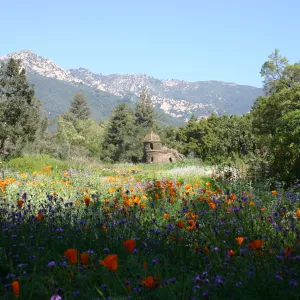 Toad Hall, wildflowers in the Meadow