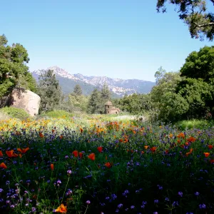 Toad Hall, wildflowers in the Meadow