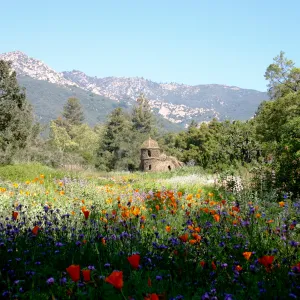 Toad Hall, wildflowers in the Meadow