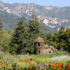 Toad Hall, wildflowers in the Meadow