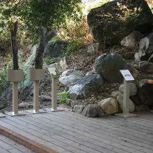 Discovery Garden, oak woodland interpretation deck