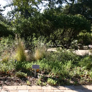 Common yarrow, Home Demonstartion Garden border planting
