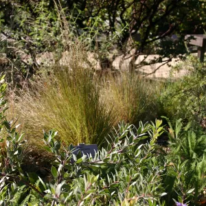 Aristida purpurea, Home Demonstartion Garden border planting