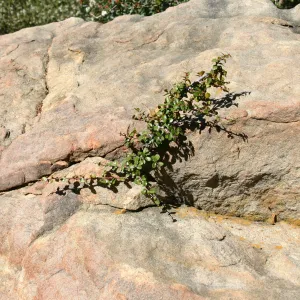 Manzanita growing in the crack of a small boulder, SBBG Manzanita Section