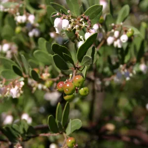 Manzanita flowers and fruits, SBBG Manzanita Section