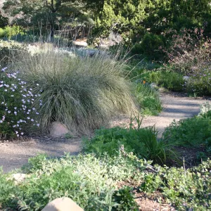 Ground Cover Display, lower Meadow Section