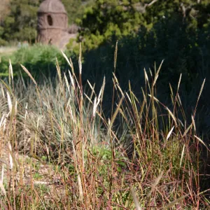 Meadow grasses with Toad Hall in the background