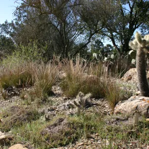 Desert Section