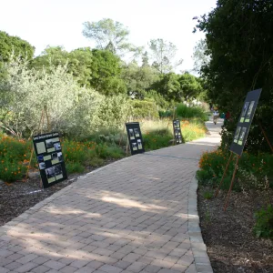 SBBG 80th Birthday Celebration, pavered walkway along the edge of the Meadow