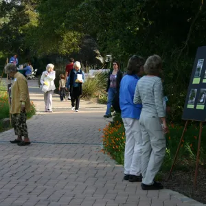 SBBG 80th Birthday Celebration, pavered walkway along the edge of the Meadow