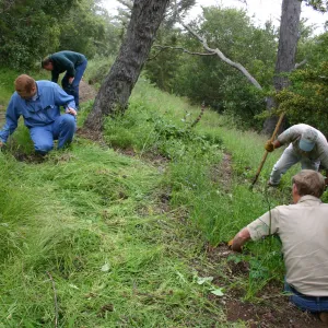SBBG grounds crew weeding on the Porter Trail slope