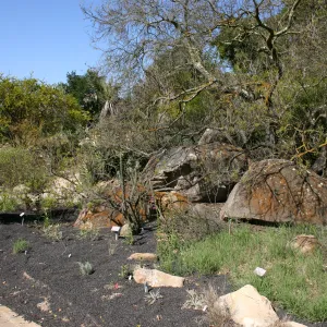 Desert Section, lava rock gravel