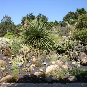 Desert Section, lava rock gravel