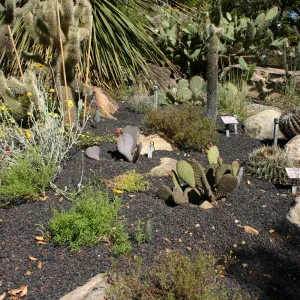 Desert Section, lava rock gravel