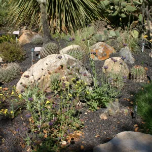 Desert Section, lava rock gravel