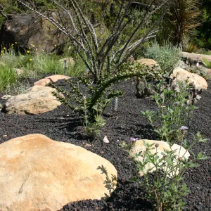 Desert Section, lava rock gravel