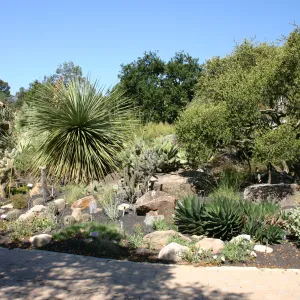 Desert Section, lava rock gravel