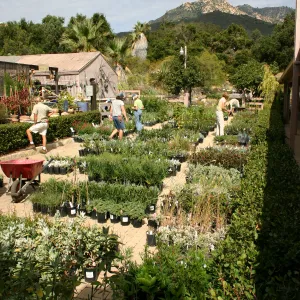staff and volunteers setting up in the Courtyard, Fall Plant Sale, 2006