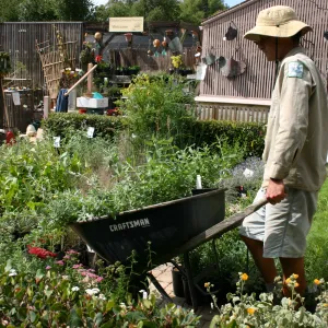 staff and volunteers setting up in the Courtyard, Fall Plant Sale, 2006