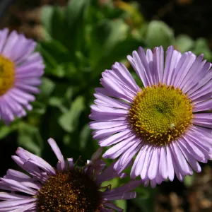 Erigeron glaucus, plants in bloom, Fall Plant Sale, 2006