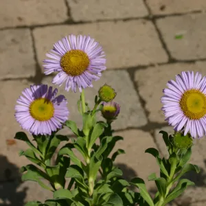 Erigeron glaucus, plants in bloom, Fall Plant Sale, 2006