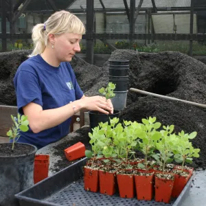 Lucy, Potting up plants at the Hort Unit