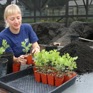 Lucy, Potting up plants at the Hort Unit