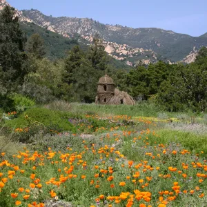 Toad Hall, Wildflowers in the Meadow