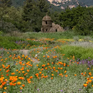 Toad Hall, Wildflowers in the Meadow