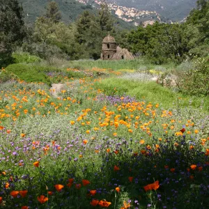 Toad Hall, Wildflowers in the Meadow