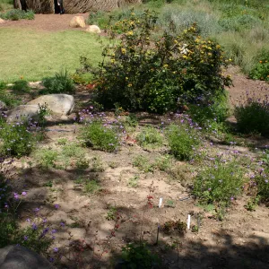 Meadow Border planting