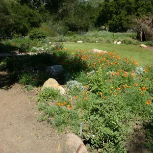 Meadow Border planting