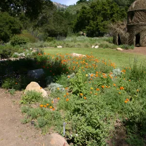 Meadow Border planting, Toad Hall, Meadow lawn