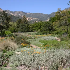 SBBG Meadow, La Cumbre Peak