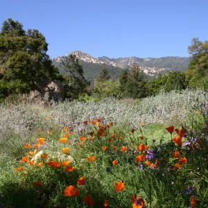 wildflower display, SBBG Meadow, La Cumbre Peak