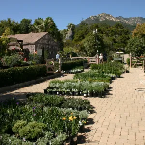 Plant Sale setup, plants in the Courtyard, view to La Cumbre Peak