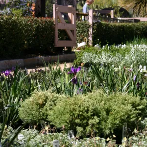 Iris in bloom, Plant Sale, plants in the Courtyard