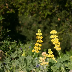 Lupinus arboreus, Porter Trail in bloom