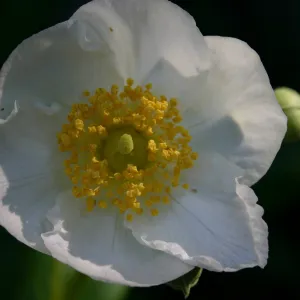 Carpenteria, Porter Trail in bloom