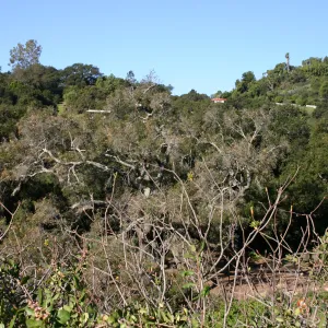 Removal of sick Meadow Oak