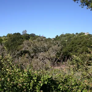 Removal of sick Meadow Oak