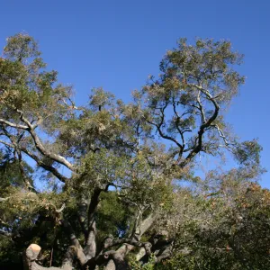 Removal of sick Meadow Oak