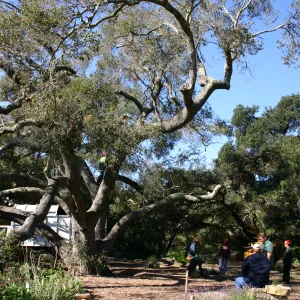 Removal of sick Meadow Oak