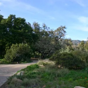 Meadow Oak, 2006