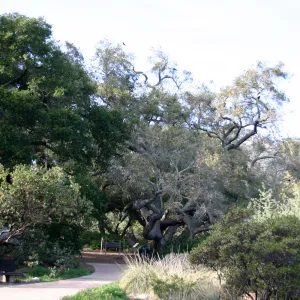 Meadow Oak, 2006